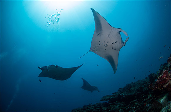 Hilton Resorts in the Maldives Invites Guests from the GCC to Once-In-A-Lifetime Diving Experiences