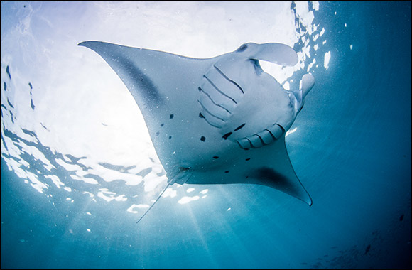 Intercontinental Maldives Gets Ready for the Manta Retreat in March 2024