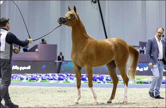 Organisers confirm 205 Arabian Horses will participate in the 21st edition of the Dubai International Arabian Horse Championship