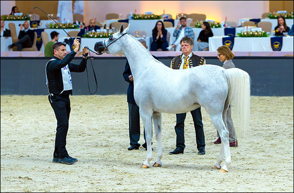 Dubai International Arabian Horse Championship Sees Several High-Profile Victories in First Day of Qualifying Competitions