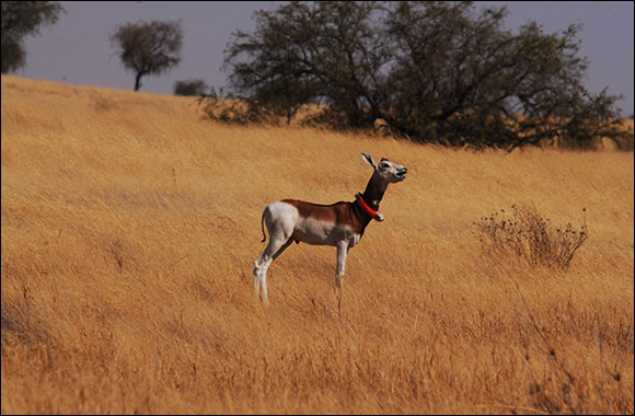 The Environment Agency - Abu Dhabi Starts the First Reintroduction Phase of Dama Gazelles in Chad
