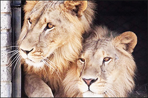 Qatar Airways Cargo Rejoins Forces with Animal Defenders International to transport six young lions  ...
