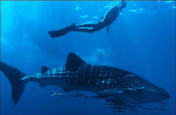 Fins Up for Conservation: Nova Maldives Celebrates World Whale Shark Day with Educational and Conservation Initiatives