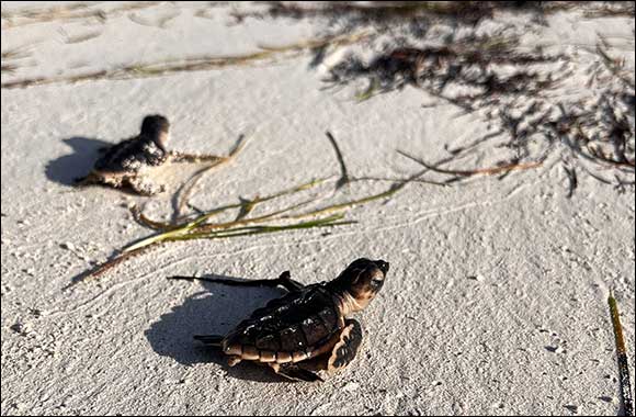 Some 300 turtles hatch at EGA's Al Taweelah beach this season, bringing the total hatchings to approximately 7,500 since 2011