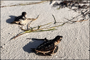 Some 300 turtles hatch at EGA's Al Taweelah beach this season, bringing the total hatchings to appro ...