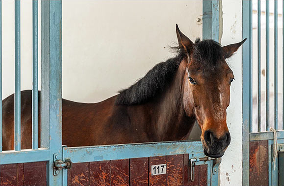 Discover the World of Equestrian Excellence with ADEC at ADIHEX 2024