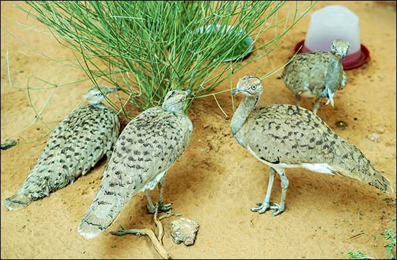 Half a Million Birds Released to Boost the Sustainability of Houbara Populations in the Wild