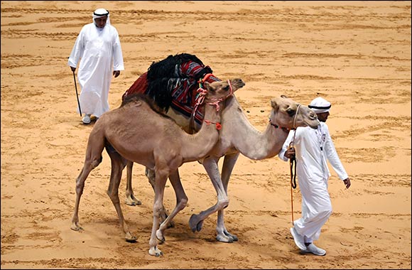 The Abu Dhabi International Hunting and Equestrian Exhibition 2024 hosts the largest auction of purebred Arabian camels, achieving sales of nearly AED 2.5 million for 15 camels