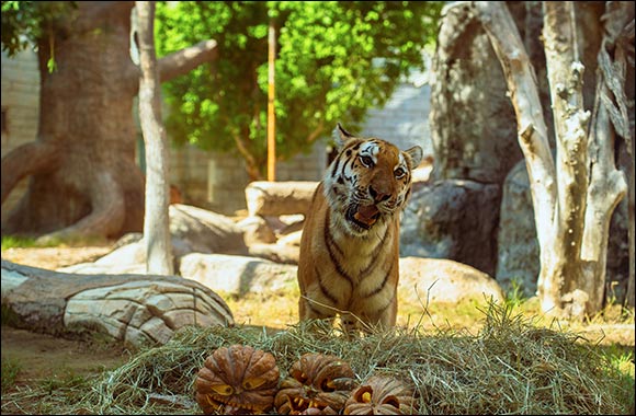 Experience Halloween @ Emirates Park Zoo & Resort - “Creepy Carnival”