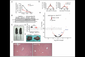 NYU Abu Dhabi researchers unlock the secrets of liver regeneration
