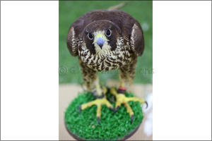 NYU Abu Dhabi researchers explore the long-standing sociocultural connection between falcons and humans and how new genomic approaches can expand our understanding of these importa