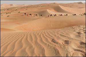 Hamdan Bin Mohammed Heritage Center Organises UAE's Biggest Camel Trek to Arrive at Expo 2020 Dubai