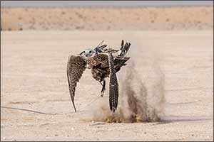 New Season of Fazza Championship for Falconry in Dubai to Soar high on December 28