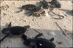 EGA welcomes over 140 endangered Hawksbill turtle hatchlings at Al Taweelah beach