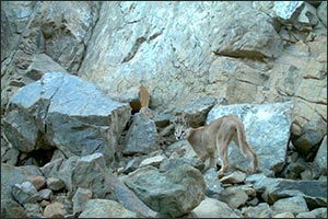 World Habitat Day: Arabian Caracal rediscovered in UAE's Wadi Wurayah National Park