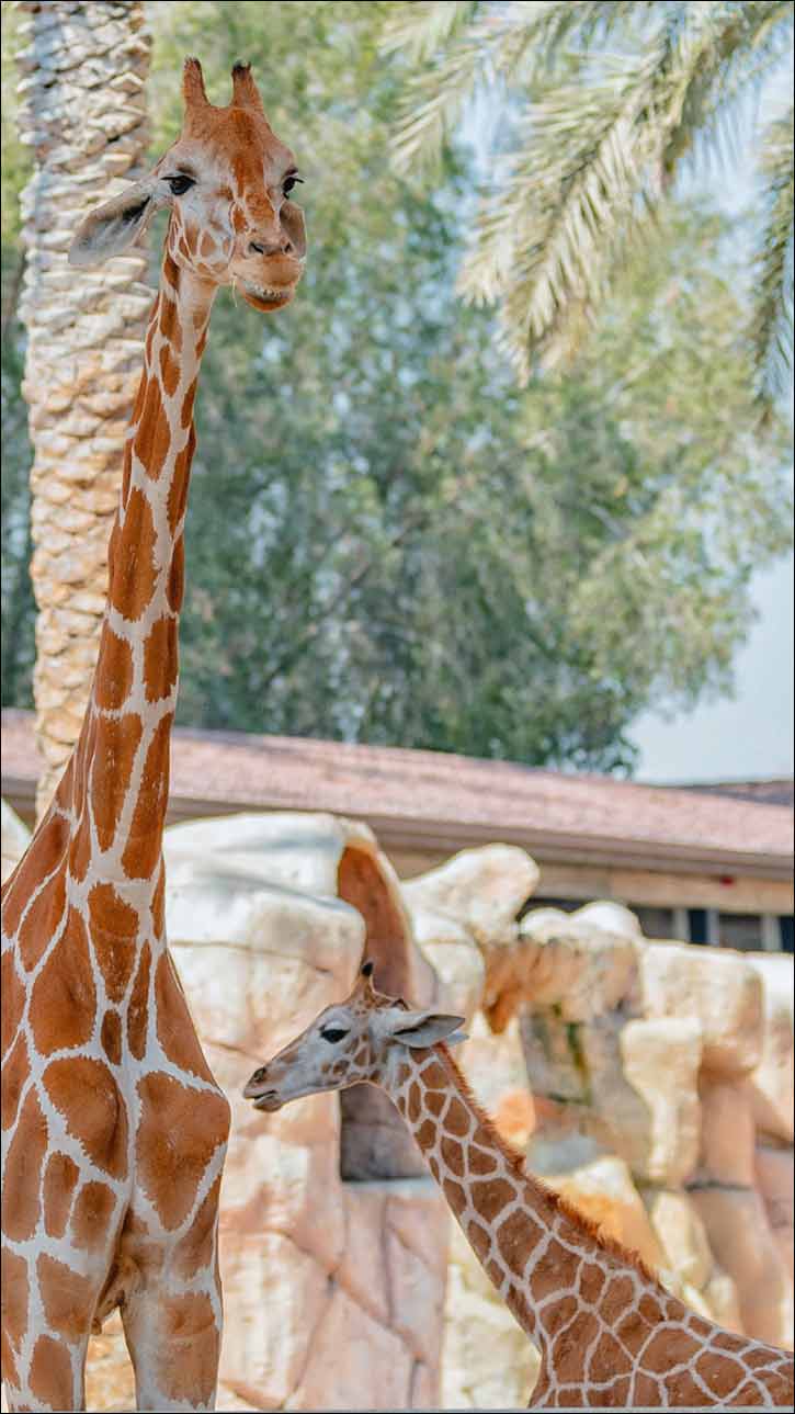 Baby Boom at Emirates Park Zoo & Resort- New Borns… New Life!