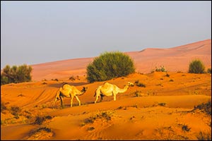 Under the directives of Hamdan bin Zayed, Environment Agency – Abu Dhabi announces emirate's 2026 grazing season to run exceptionally from 22 April until 15 October