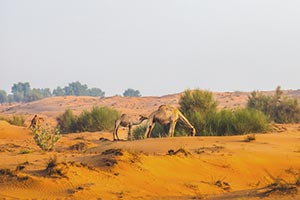 Under the directives of Hamdan bin Zayed, Environment Agency  – Abu Dhabi announces emirate's 2026 grazing season to run exceptionally from 22 April until 15 October