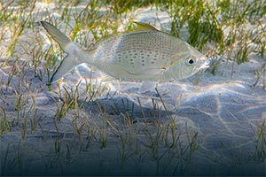 Under directives of Hamdan bin Zayed, Environment Agency – Abu Dhabi implements ministerial decisions reshaping emirate's fishing regulations for 2026