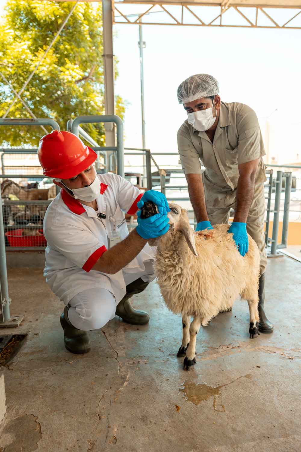 Dubai Municipality abattoirs receive more than 18,375 livestock during Eid Al Adha