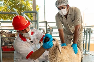 Dubai Municipality abattoirs receive more than 18,375 livestock during Eid Al Adha