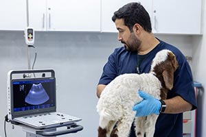 Dubai Municipality delivers nearly 183,700 veterinary services through advanced healthcare and public health ecosystem in H1 2026