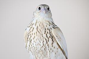 Falcon is Sold for AED 2.1 Million (USD 571,000) in Abu Dhabi, Setting the World's Highest Price Ever at Falcon Auction