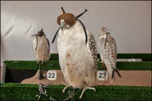 Fazza Falconry Championship Taking Kicks Off for the Second Day