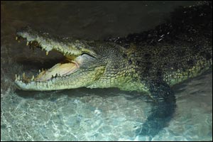 Nature's rare phenomenon, King Croc is ready to spellbind you at Dubai Aquarium & Underwater Zoo