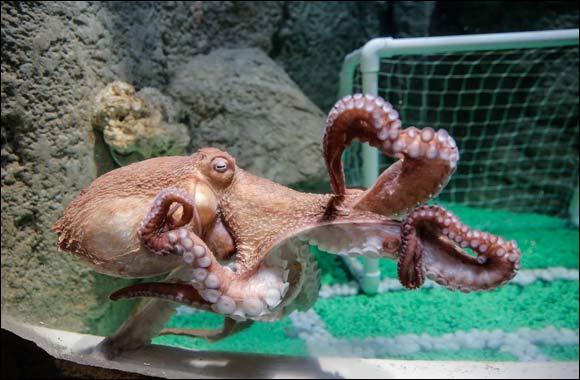 Listing – Giant Octopus at Dubai Aquarium & Underwater Zoo